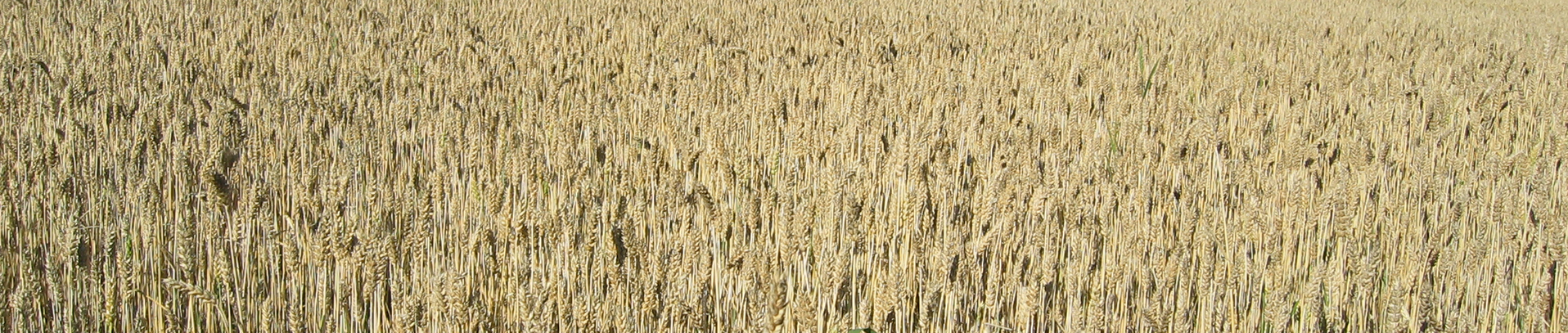 Viljapelto