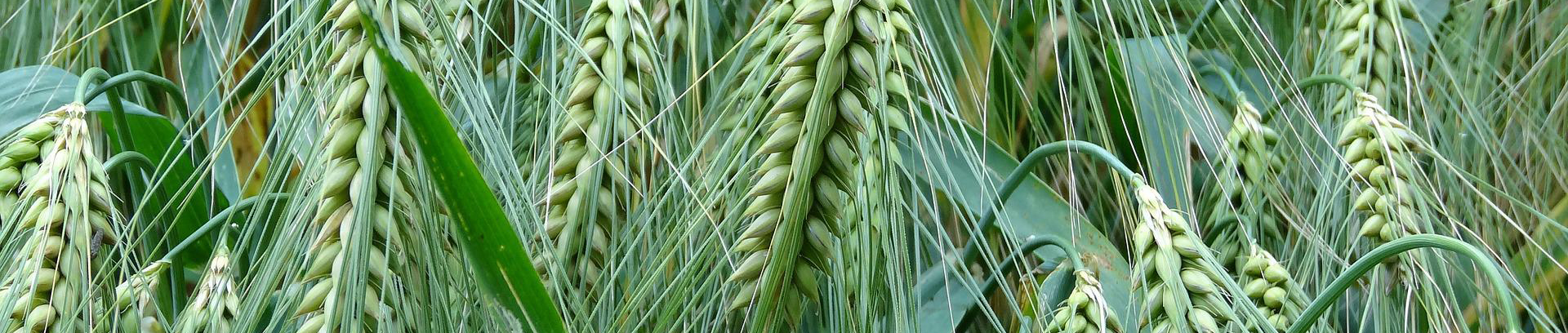 Ohra_Pixabay_ilmainenkuva