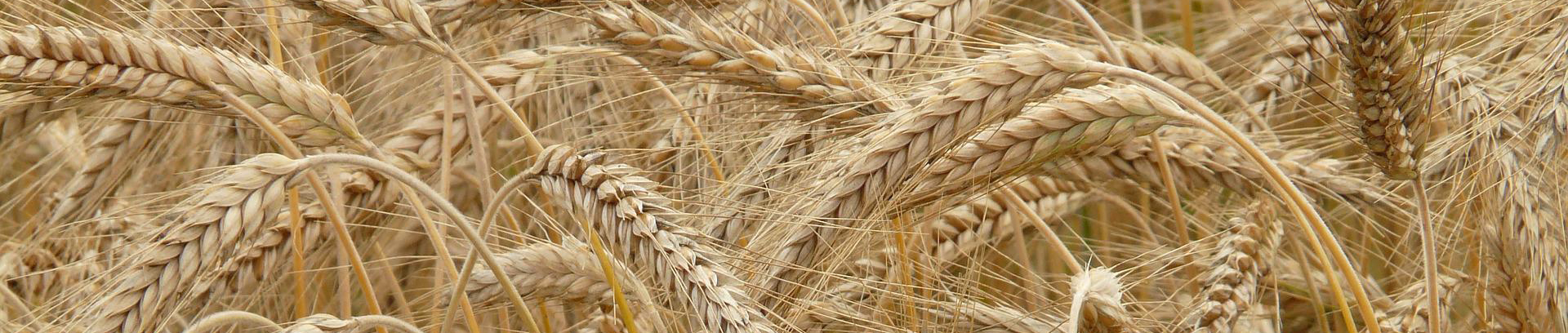 Ruispelto_Pixabay_ilmainenkuva