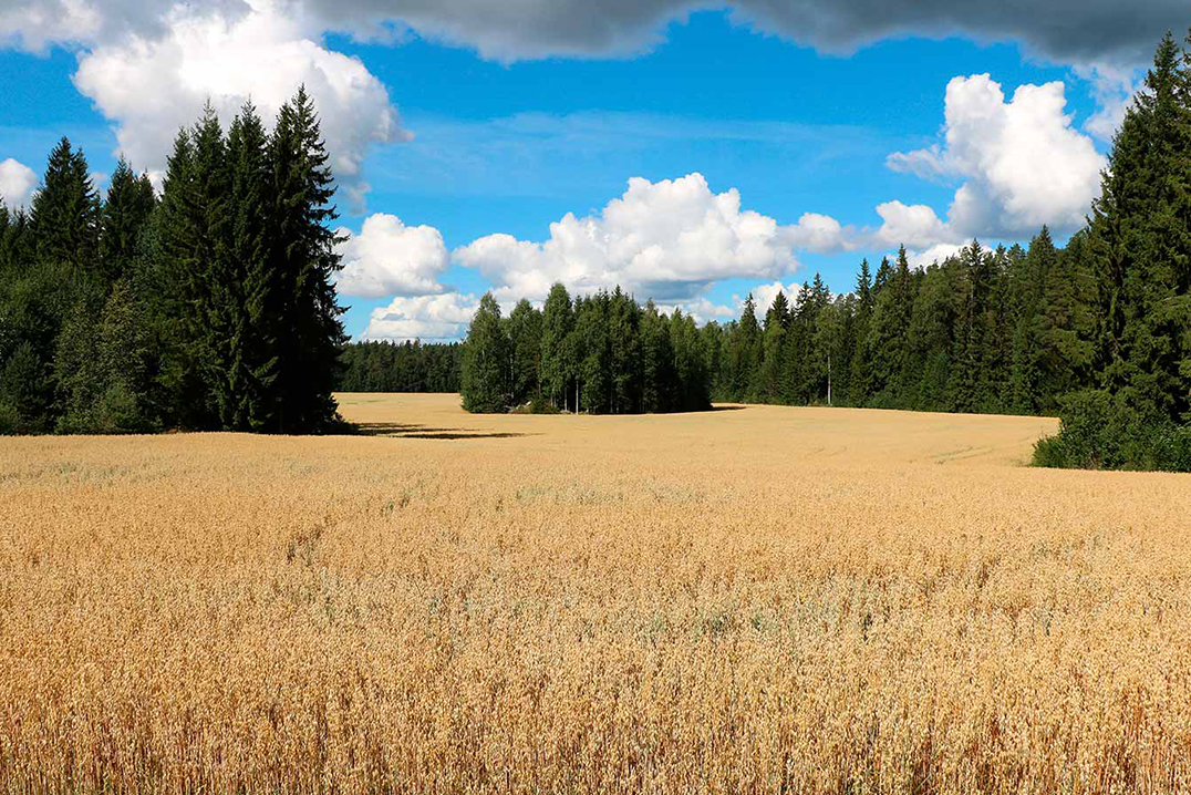 Фото природы поле лес Meistä Myllyn Paras