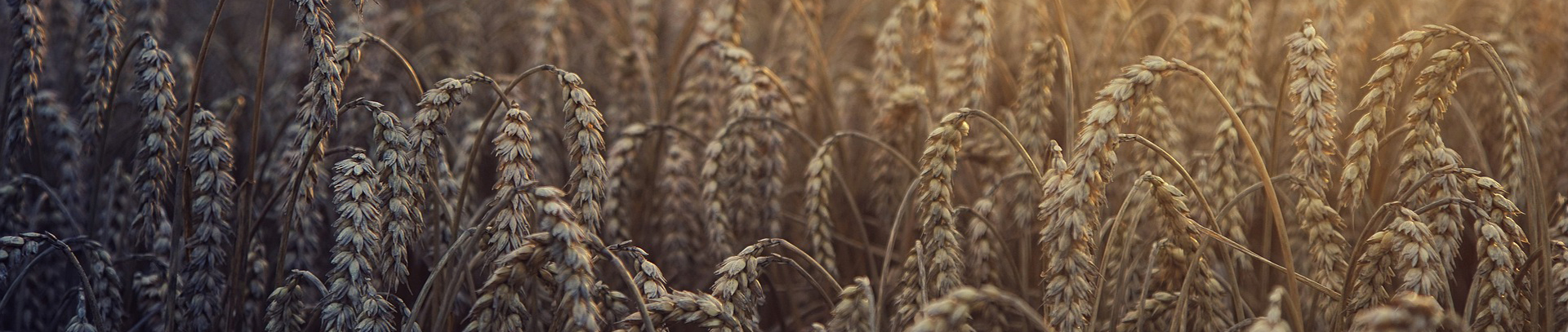 Vehnäpelto2_Pixabay_ilmainenkuva