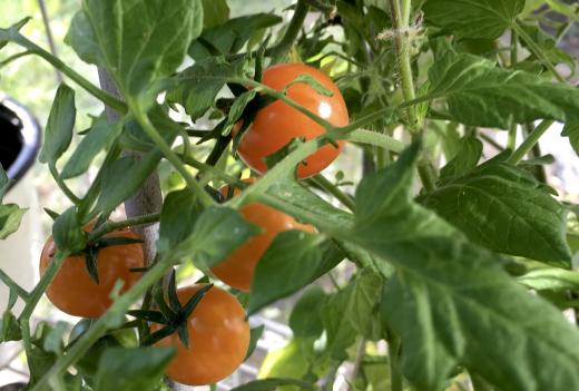 Tomaatin kasvatusta terassilla