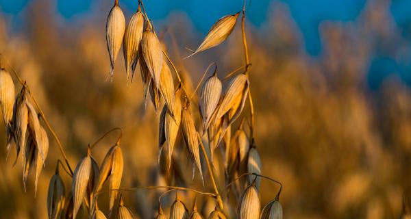 Kaura2_Pixabay_ilmainenkuva