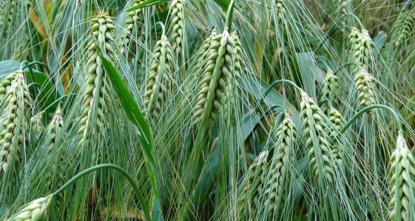 Ohra2_Pixabay_ilmainenkuva