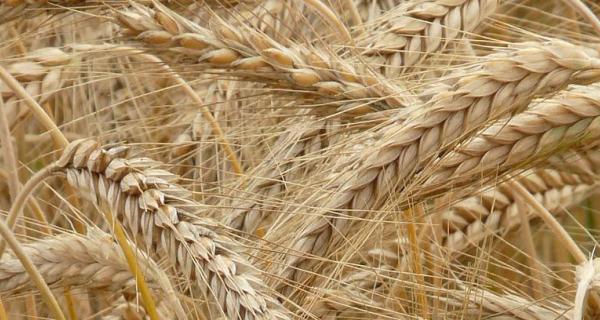 Ruispelto_Pixabay_ilmainenkuva