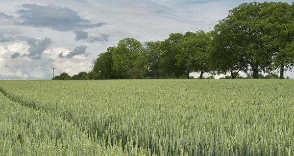 Vehnäpelto_Pixabaykuva_ilmainen