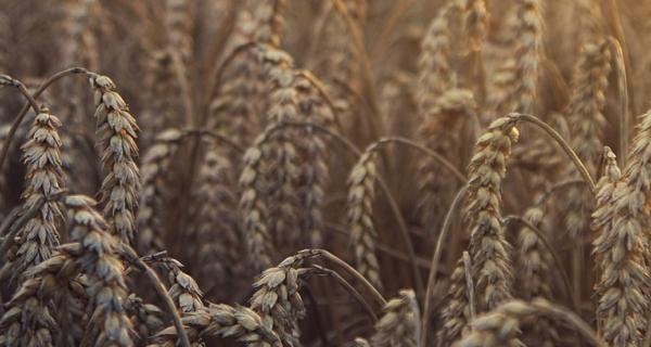 Vehnäpelto2_Pixabay_ilmainenkuva